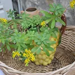 Bujtina Kodiket 4* Berat