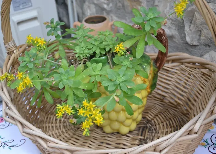 Bujtina Kodiket 4* Berat