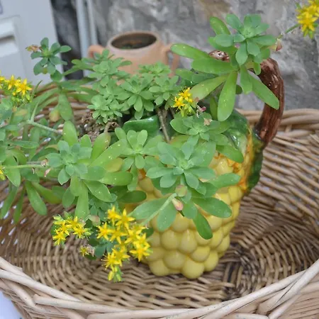 Bujtina Kodiket * Berat